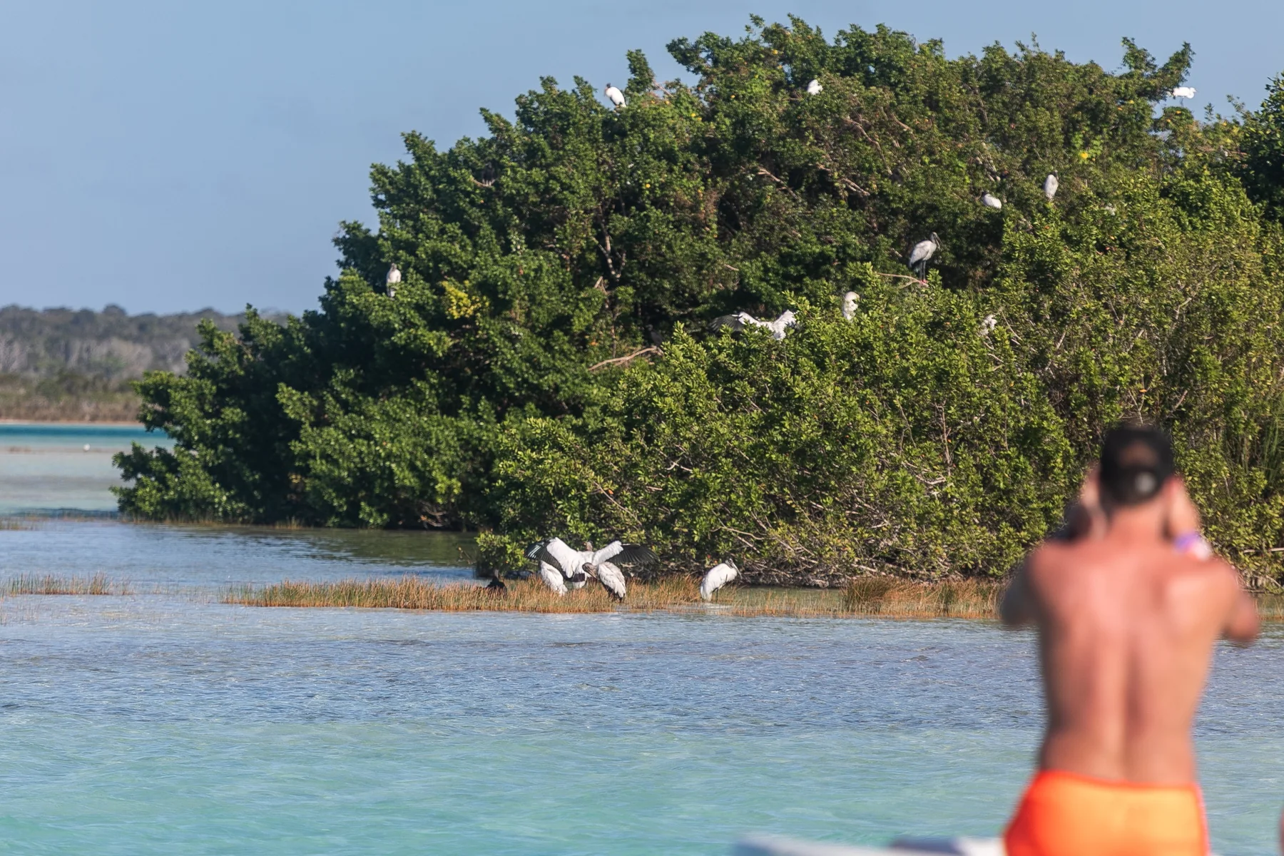 Isla de los pajaros Bacalar