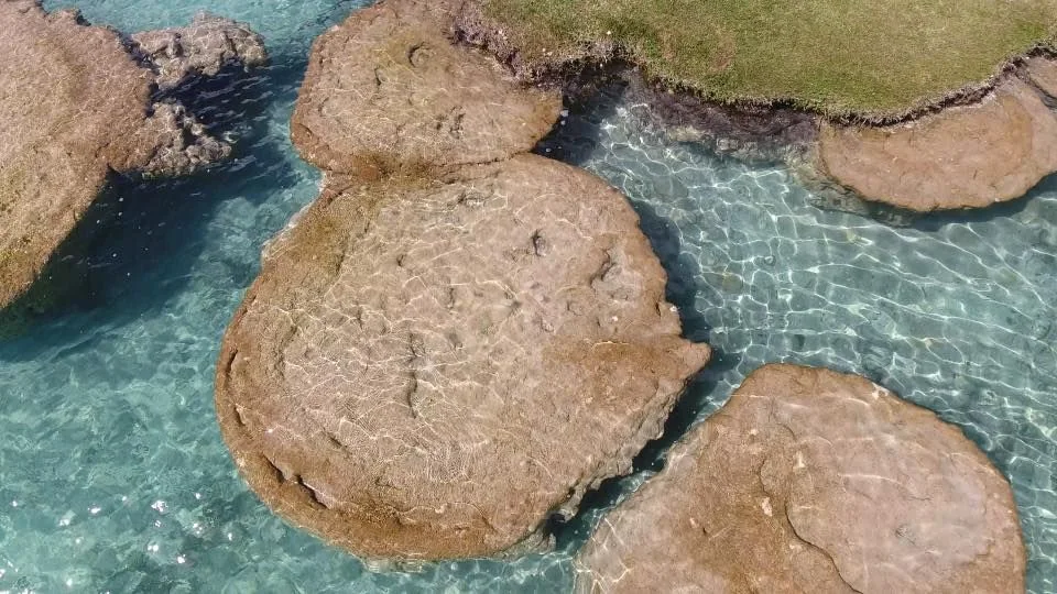 estromatolito