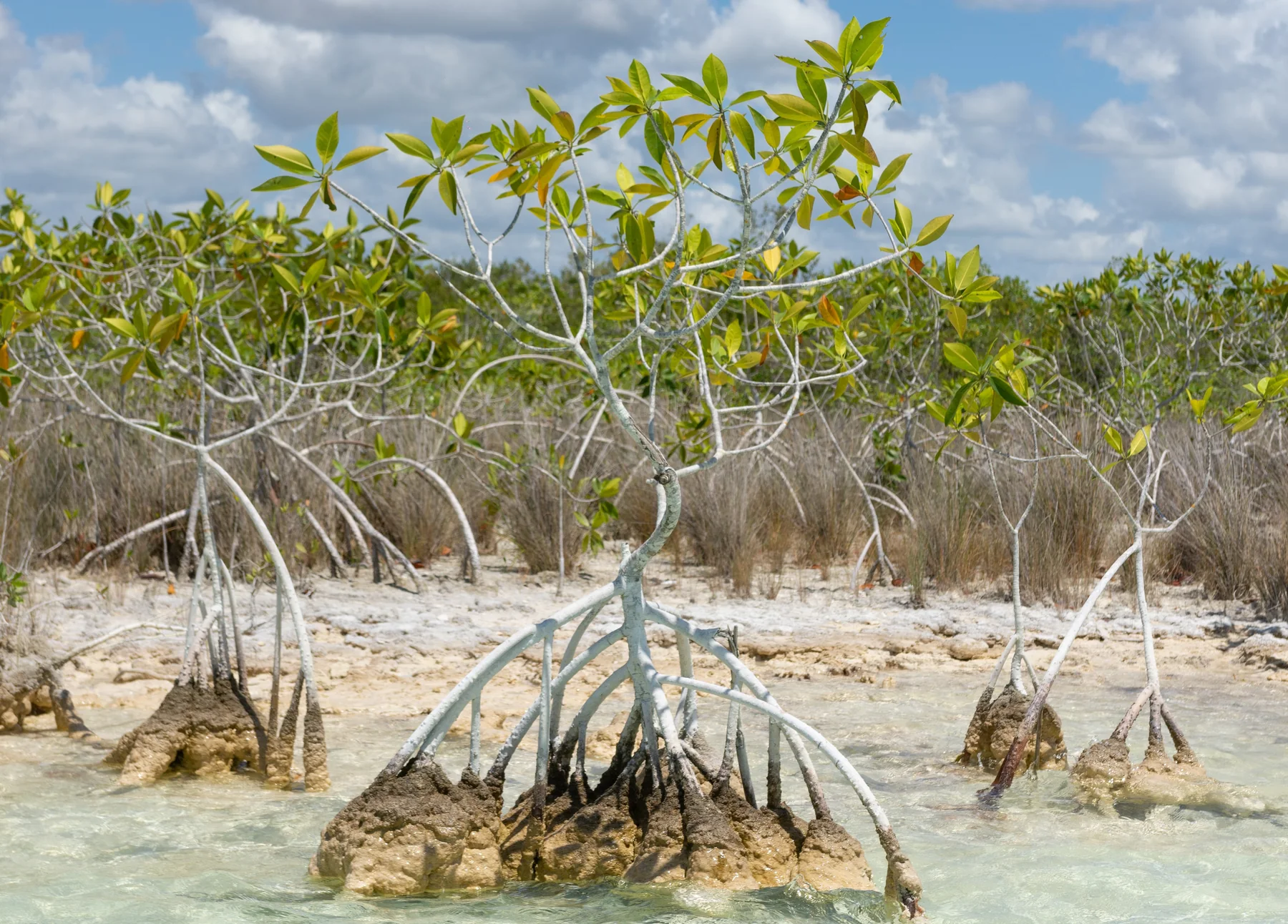 manglar bacalar
