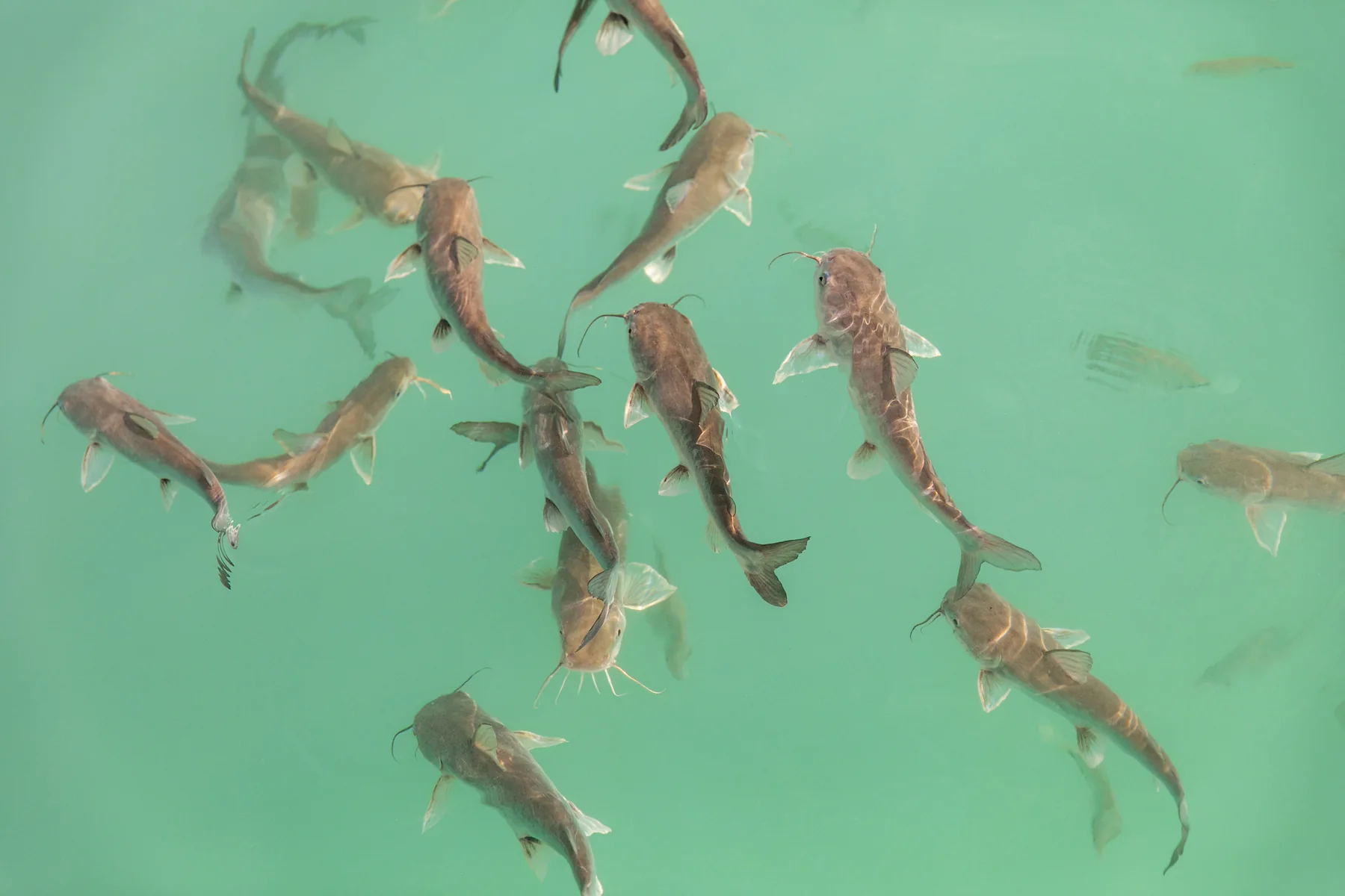 peces bacalar